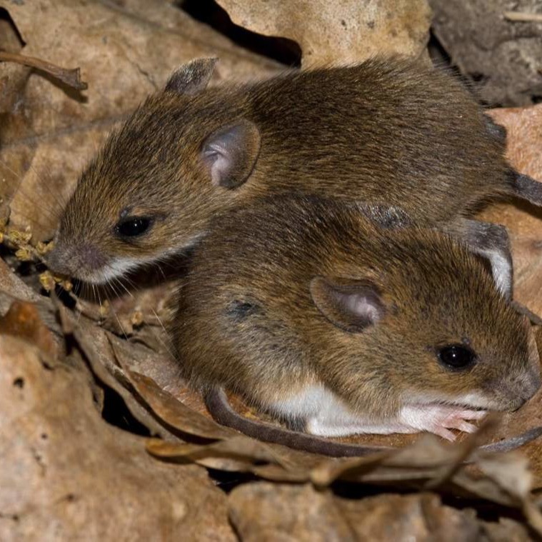 Уничтожения мышей в частном доме в Чебоксарах?