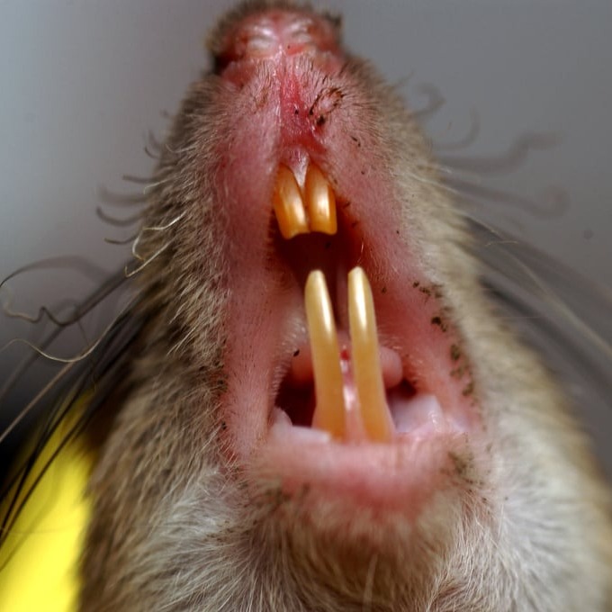 Дератизация крыс в Чебоксарах?